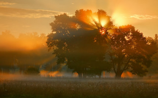 Sunrise foggy field tree sunbeams - art brenner free wallpaper for desktop