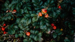 Bush berries leaves puzzle plant - red berry free wallpaper