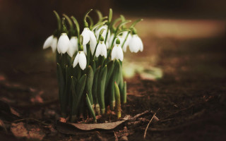 White flowers dirt tree stump - a few leaf free wallpaper for desktop