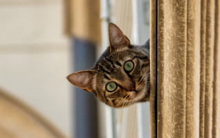 Cat green eyes window curtain 2 - optical free wallpaper for desktop