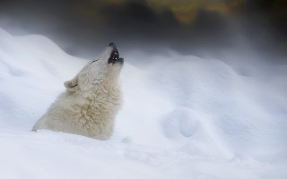 Polar bear sitting snow looking - caspar wolf free wallpaper for desktop