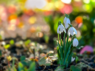 White flowers grass leaves christmas - top of a field free wallpaper for desktop