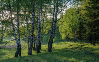 Grassy field trees dirt path - the path free wallpaper