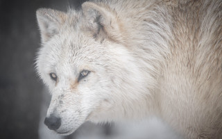 White wolf blue eyes distant - a white wolf free wallpaper
