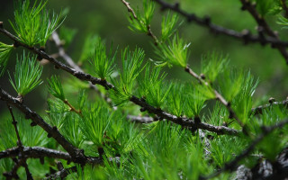 Tree leaf closeup green foliage - a close up of a tree branch free wallpaper