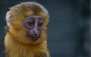 Small monkey long nose portrait - free animals wallpaper