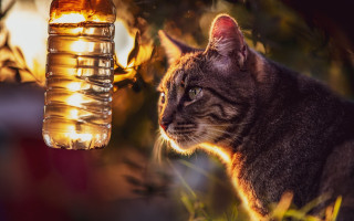 Cat light bottle backlit blurry - a bottle of water free wallpaper