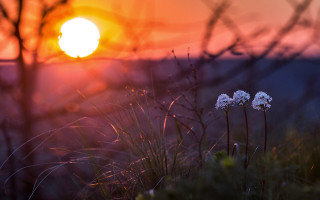 Autumn flowers sunset trees backlight - some flower free wallpaper