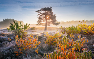 Foggy dawn tree mountains autumn - dawn free wallpaper