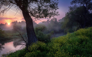 River tree foggy sunset plane - andrey ryabovichev free wallpaper