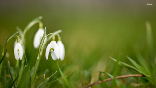 White flowers green field blurry - a lush green field of grass free wallpaper for desktop