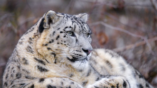 Snow leopard laying in snow - a snow leopard free wallpaper