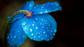 Blue flower water droplets macro 7 - a green stem free wallpaper