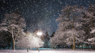 Snowy night park trees lights - all free wallpaper