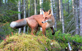 Fox woods day nature blurry - caspar wolf free wallpaper for desktop