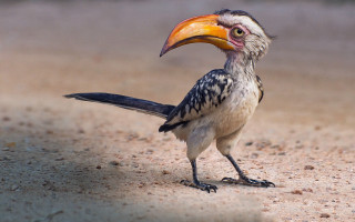 Bird long beak sumatraism outdoors - a black head free wallpaper