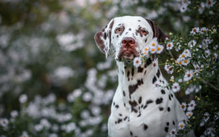 Dalmatian daisy field bokeh outdoors - elke vogelsang free wallpaper