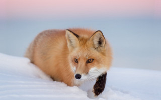 Red fox snow winter photorealistic - the camera len free wallpaper