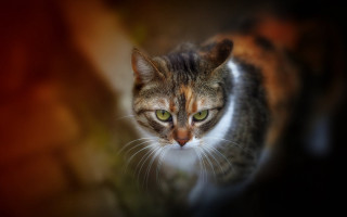 Green eyed cat tiltshift sharp - sharp focus free wallpaper for desktop