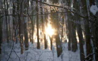 Sunshine snowy forest branches blurry - a.b. frost free wallpaper