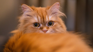 Large eyed sad cat blurry - optical free wallpaper for desktop