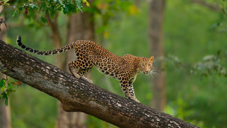Leopard tree branch forest wildlife - a tree branch in a forest area free wallpaper for desktop