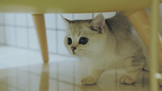 Sad cat under table big - a sad look free wallpaper