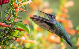 Hummingbird flower garden orange bokeh - the background and a blurry background free wallpaper