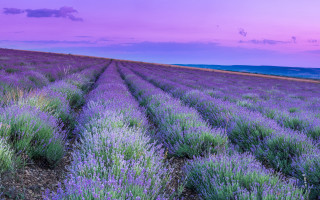 Lavender field purple sky sunset - a field of lavender free wallpaper
