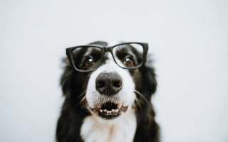 Dog glasses white background black - academic free wallpaper