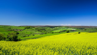 Green field blue sky trees 3 - a few hill free wallpaper