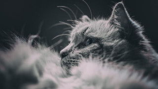 Cat long tail feathers dark - a long tail free wallpaper