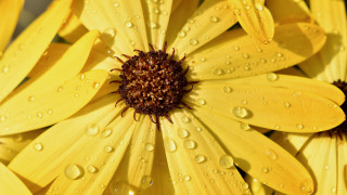 Yellow flower water droplets macro 18 - petal and petals free wallpaper