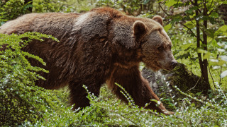 Brown bear forest puzzle nature - a brown bear free wallpaper
