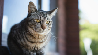 Serious cat window sill yellow - a serious look free wallpaper