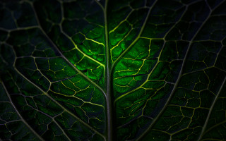 Green leaf macro photography environmental - a green light free wallpaper for desktop