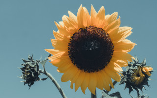 Large sunflower blue sky leaves - a few leaf free wallpaper for desktop