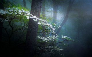 White flowered tree forest fog - forest free wallpaper for desktop