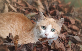 Cat green eyes leaves woods - a stick free wallpaper