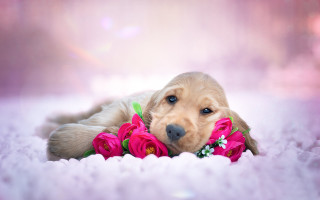 Puppy flowers pink rose photorealistic - a puppy free wallpaper for desktop