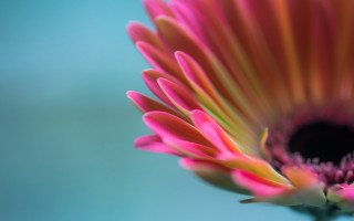Pink flower blue background macro 2 - the flower free wallpaper
