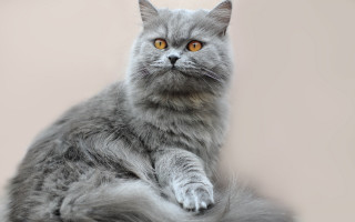 Gray cat yellow eyes serious - silver free wallpaper