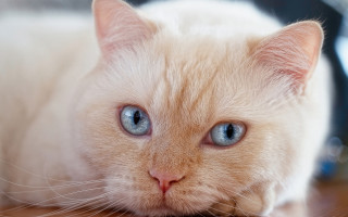 White cat blue eyes table - a white cat free wallpaper for desktop