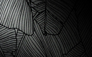 Black white leaf pattern wallpaper - an ultrafine free wallpaper for desktop