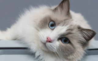White cat blue eyes sad - its face free wallpaper