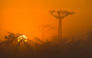 Foggy sky trees sunset fire - the foggy sky free wallpaper