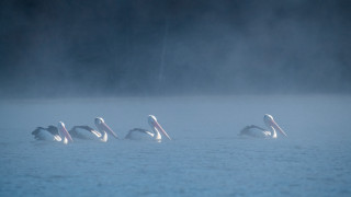 Pelicans lake foggy day camera - the foggy day time free wallpaper