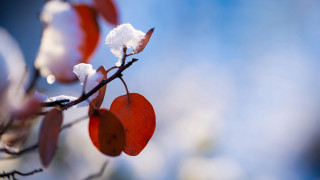 Snowy branch red berries macro - a.b. frost free wallpaper