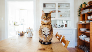 Cat kitchen table book shelf - a wooden table free wallpaper