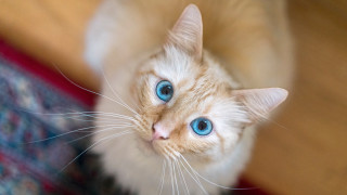 White cat blue eyes looking 4 - the camera free wallpaper for desktop
